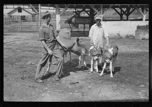 Untitled photo, possibly related to: Washing a prize bull at the dairy barn, Red House, West Virginia
