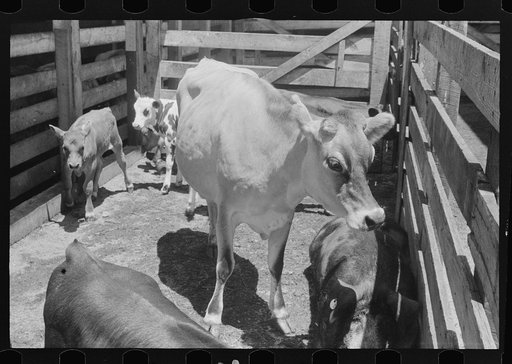 Untitled photo, possibly related to: Cattle in pen at the Pickaway Livestock Cooperative Association, central Ohio (see general caption)