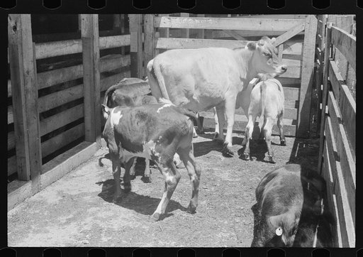 Cattle in pen at the Pickaway Livestock Cooperative Association, central Ohio (see general caption)