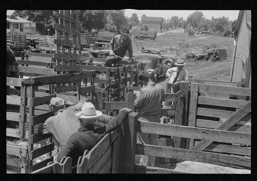 Untitled photo, possibly related to: Buyers, farmers in pens at Pickaway Livestock Cooperative Association, central Ohio