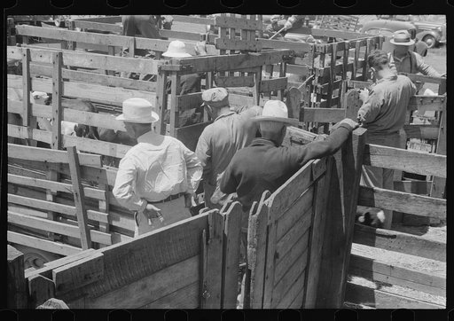 Buyers, farmers in pens at Pickaway Livestock Cooperative Association, central Ohio