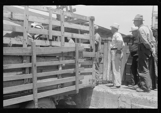 Buyers and farmers in pens at Pickaway Livestock Cooperative Association, central Ohio