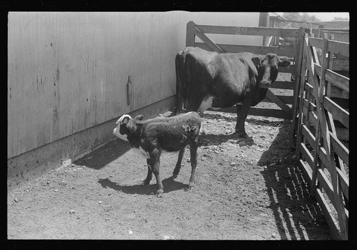 Cattle pens, Pickaway Livestock Cooperative Association, central Ohio
