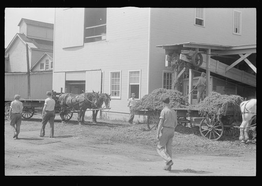 "At a pea vinery," central Ohio. Loading waste to be taken back to his farm for feeding