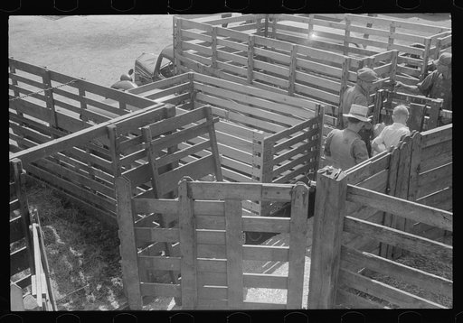 Pens at the Pickaway Livestock Cooperative Association, central Ohio (see general caption)