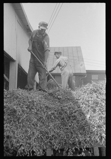 "At a pea vinery," central Ohio