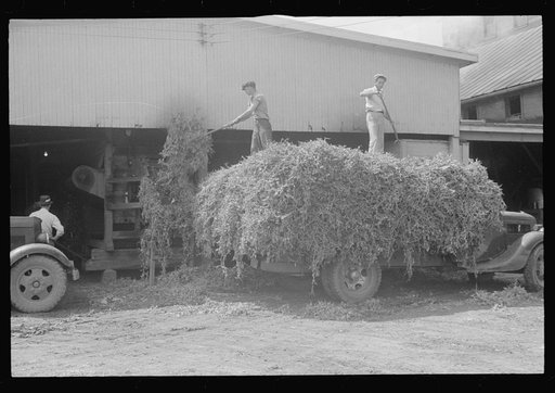 "At a pea vinery," central Ohio, unloading peas