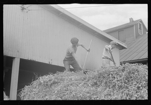 Untitled photo, possibly related to: "At a pea vinery," central Ohio, unloading peas
