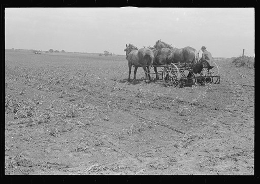 Cultivating corn with two-row cultivator, central Ohio