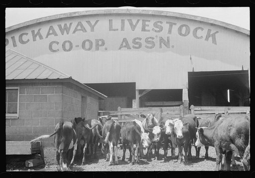 Cattle in pen at Pickaway Livestock Cooperative Association, central Ohio