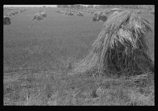 Untitled photo, possibly related to: Wheat in shock, central Ohio