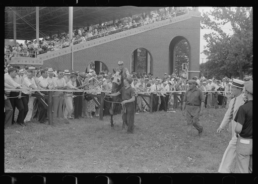 Parading horse before race, Lancaster, Ohio