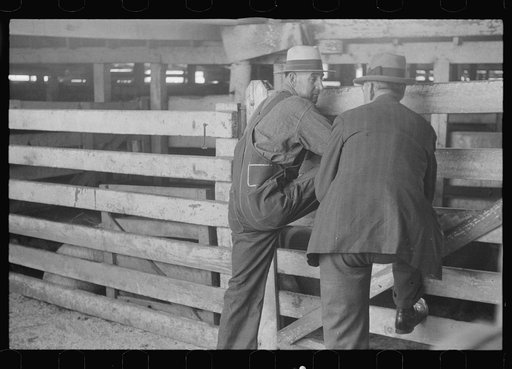 Untitled photo, possibly related to: Pens at the Pickaway Livestock Cooperative Association, central Ohio (see general caption)