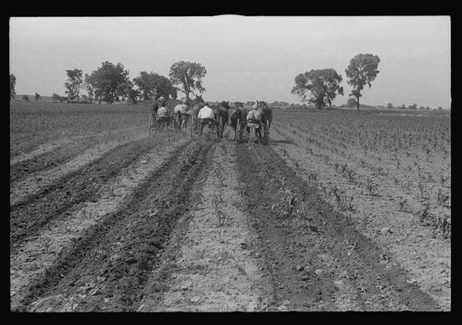 Cultivating corn with two-row cultivator, central Ohio