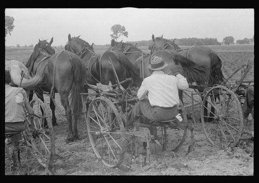 Cultivating corn with two-row cultivator, central Ohio