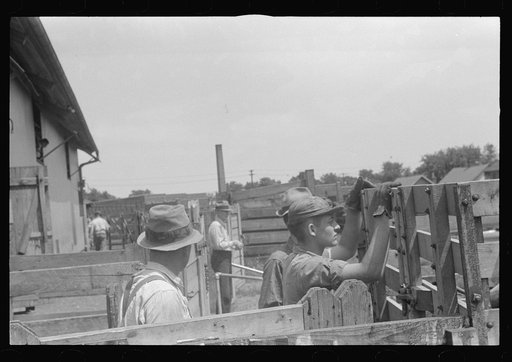 Untitled photo, possibly related to: Cattle in pens at Pickaway Livestock Cooperative Association