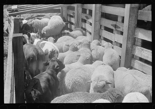 Cattle in pens at Pickaway Livestock Cooperative Association