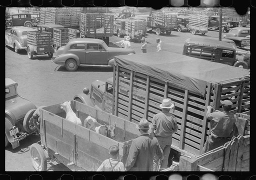 Untitled photo, possibly related to: At the Pickaway Livestock Cooperative Association, central Ohio