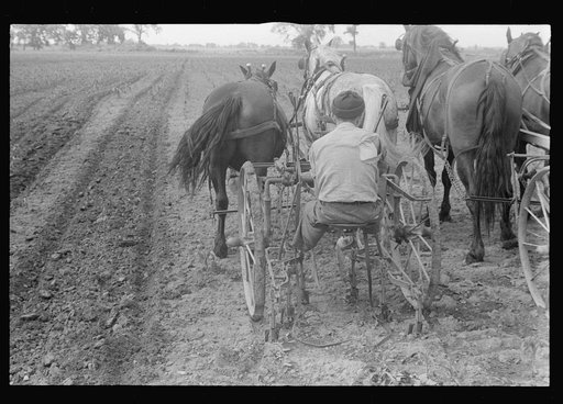 Untitled photo, possibly related to: Cultivating corn with two-row cultivator, central Ohio