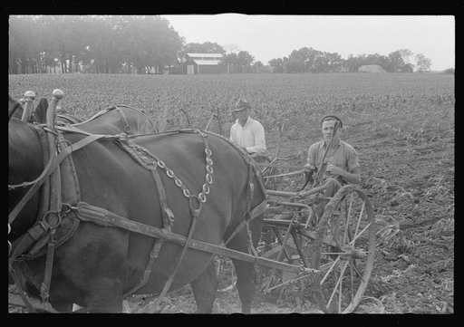 Untitled photo, possibly related to: Cultivating corn with two-row cultivator, central Ohio