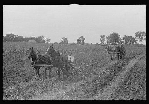 Cultivating corn with two-row cultivator, central Ohio