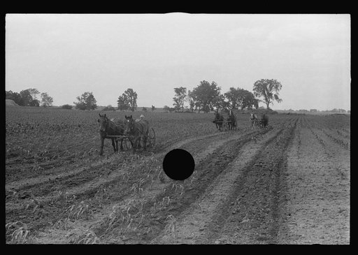 Untitled photo, possibly related to: Cultivating corn with two-row cultivator, central Ohio