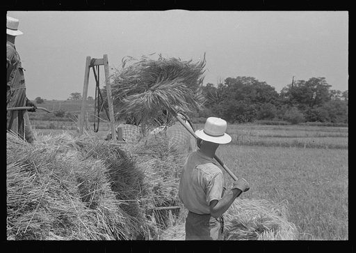 Untitled photo, possibly related to: Loading bundles of wheat for hauling to thresher, central Ohio
