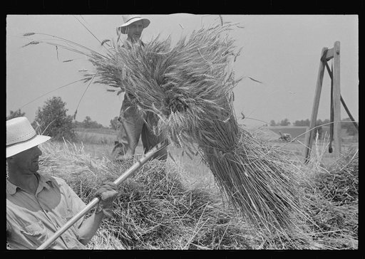 Untitled photo, possibly related to: Loading bundles of wheat for hauling to thresher, central Ohio