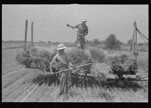Loading bundles of wheat for hauling to thresher, central Ohio