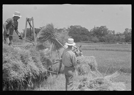 Untitled photo, possibly related to: Loading bundles of wheat for hauling to thresher, central Ohio