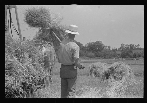 Untitled photo, possibly related to: Loading bundles of wheat for hauling to thresher, central Ohio