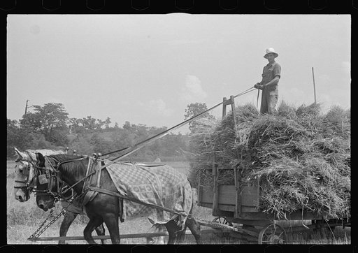Hauling wheat to thresher, central Ohio