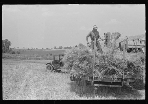 Untitled photo, possibly related to: Hauling wheat to thresher, central Ohio