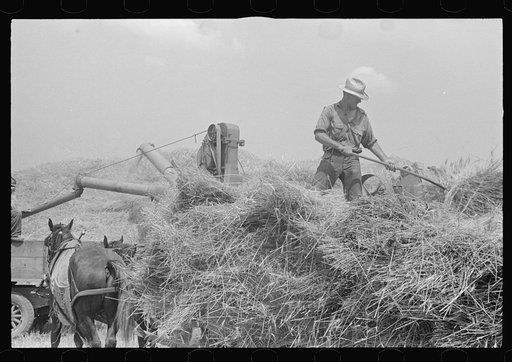 Untitled photo, possibly related to: Hauling wheat to thresher, central Ohio