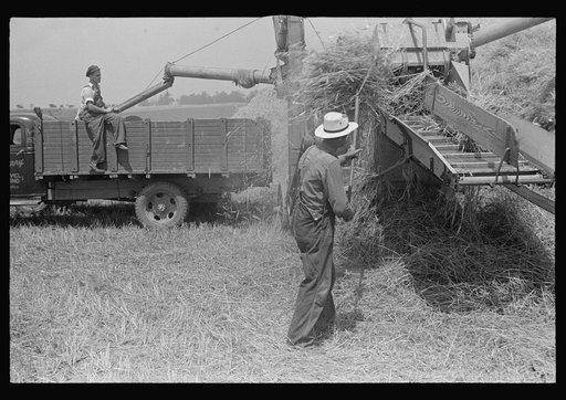 Wheat harvest in the field, feeding the thresher. See general caption. Taken in central Ohio