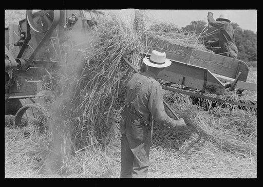 Untitled photo, possibly related to: Wheat harvest in the field, feeding the thresher. See general caption. Taken in central Ohio