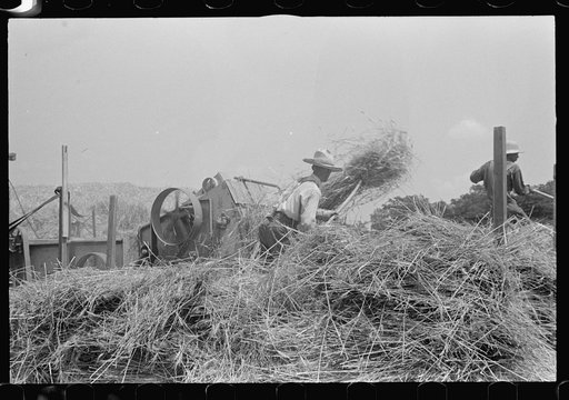 Untitled photo, possibly related to: Filling truck with threshed grain, central Ohio (see general caption)
