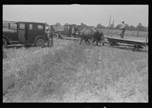Untitled photo, possibly related to: Hauling wheat to thresher, central Ohio
