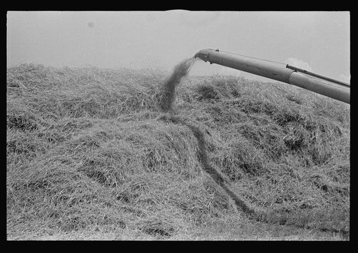 Untitled photo, possibly related to: Filling truck with threshed grain, central Ohio (see general caption)