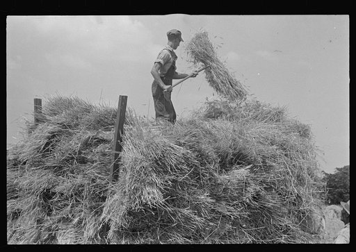 Loading bundles of wheat for hauling to thresher, central Ohio