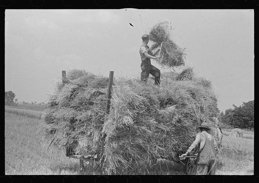 Untitled photo, possibly related to: Loading bundles of wheat for hauling to thresher, central Ohio