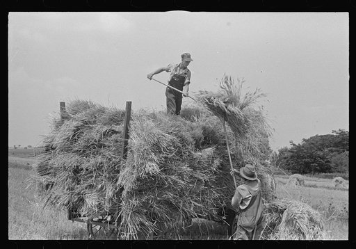 Loading bundles of wheat for hauling to thresher, central Ohio