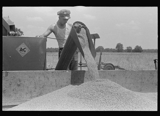 Dumping wheat into truck from combine, central Ohio
