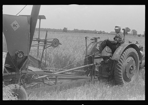 Untitled photo, possibly related to: Combing wheat, central Ohio