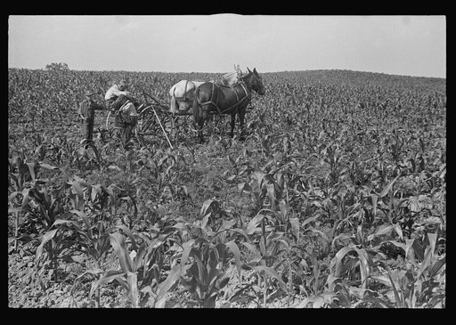 Untitled photo, possibly related to: Cultivating corn, central Ohio