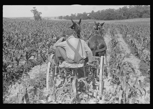 Cultivating corn, central Ohio