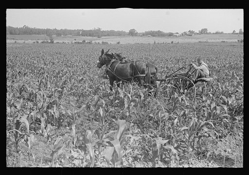 Cultivating corn, central Ohio