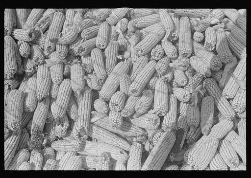 Corn in crib, central Ohio