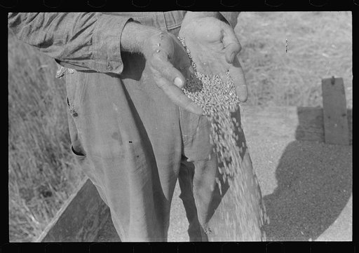 Wheat, central Ohio (see general caption)