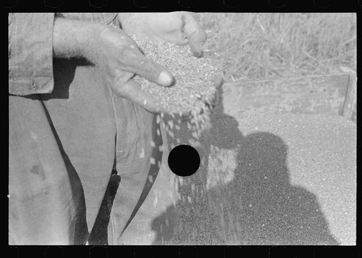 Untitled photo, possibly related to: Wheat, central Ohio (see general caption)